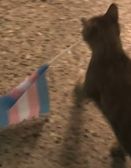 my cat parading for trans pride in the midst of august, holding a little flag in his mouth